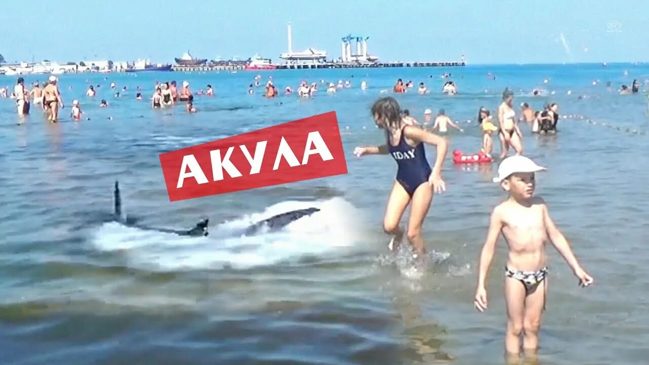 Акулы в анапе фото АКУЛА в Анапе у берега. Отдыхающие в шоке - YouTube