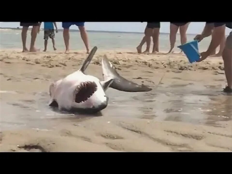 Акулы в анапе фото 11 Ocean Creatures Invading Our Beaches - YouTube