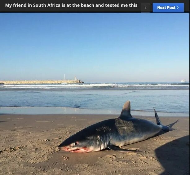 Акулы в черном море какие водятся фото 12 things we need to clear up about South Africa