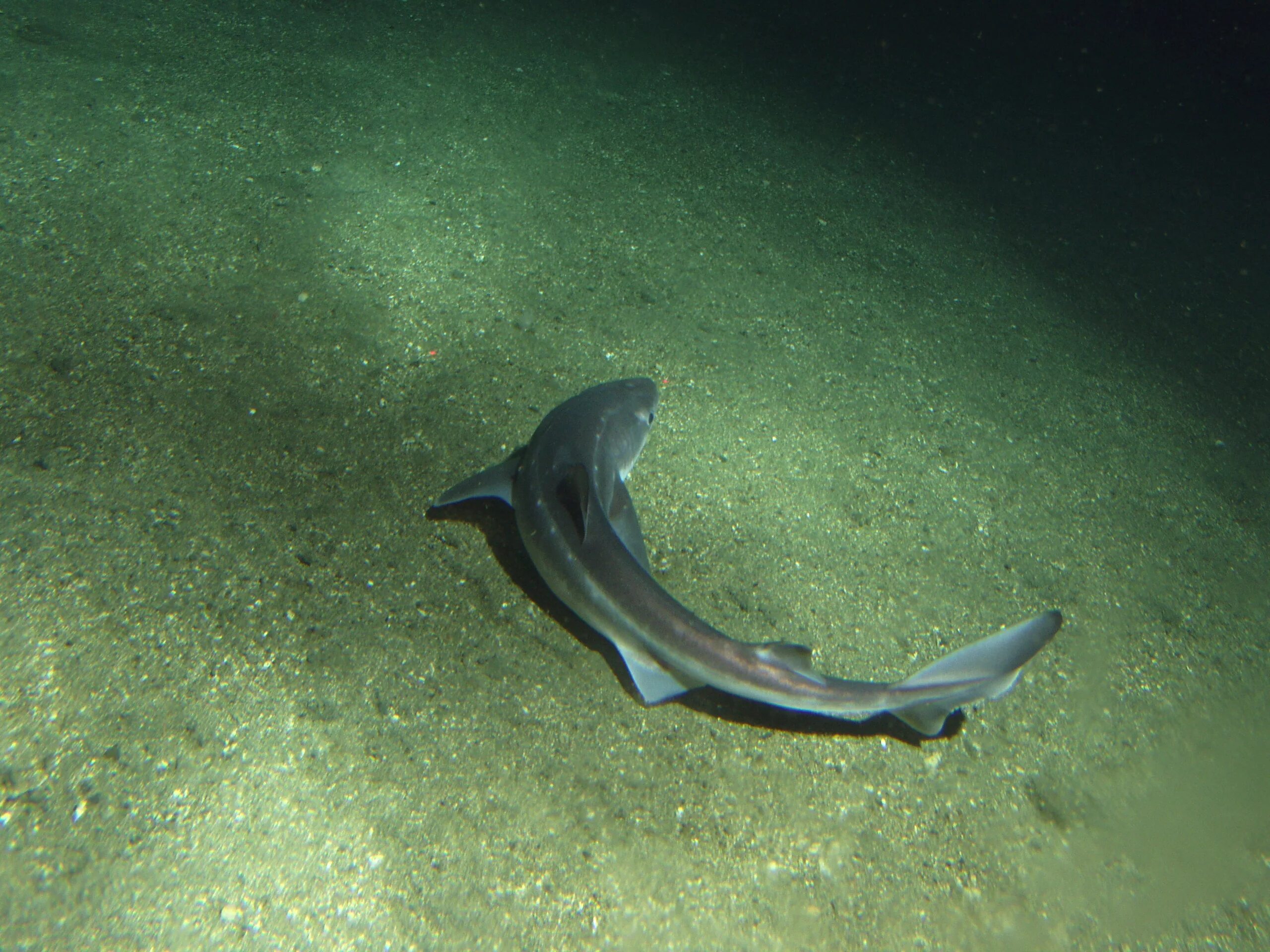 Акулы в черном море какие водятся фото File:Sanc1698 - Flickr - NOAA Photo Library.jpg - Wikipedia