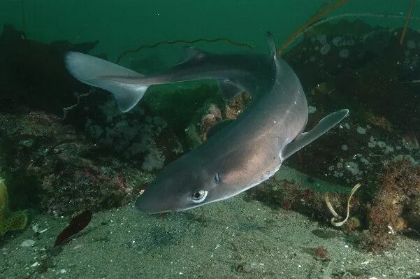 Акулы в черном море какие водятся фото акулы: 45 тыс изображений найдено в Яндекс.Картинках Spiny dogfish, Dogfish shar