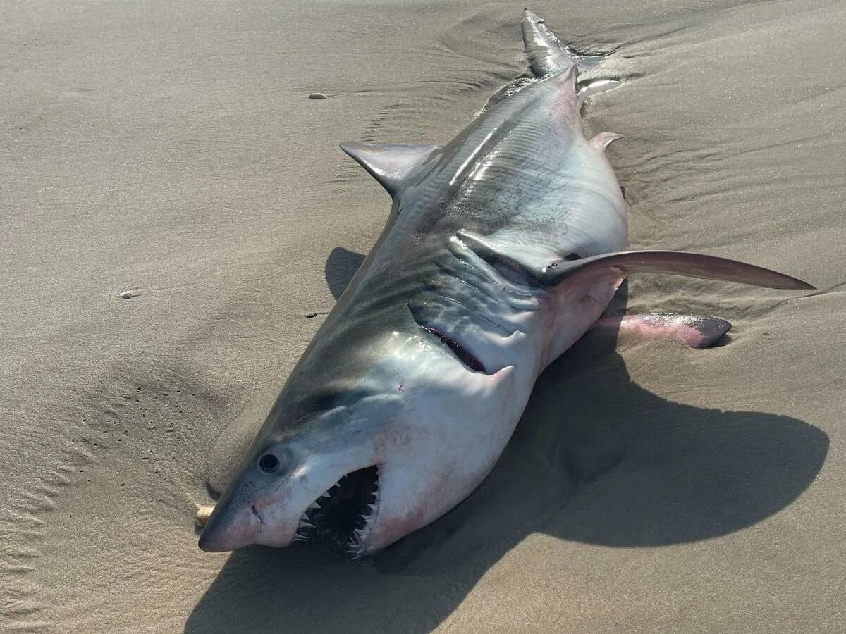 Акулы в черном море какие водятся фото Dead great white shark washes ashore on Long Island beach amid spate of summer a