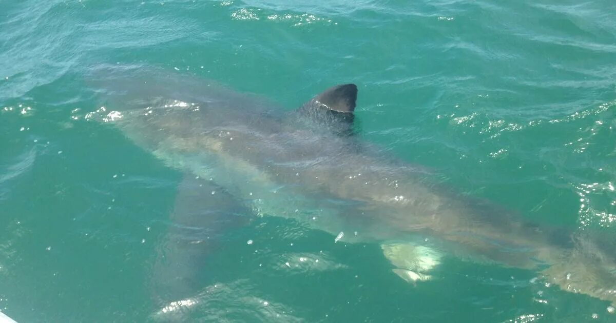 Акулы в черном море какие водятся фото Wangi Wangi shark sighting: Big great white shark eyeballs fisherman on Lake Mac