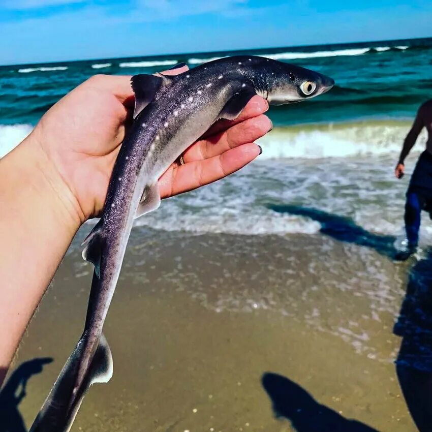 Акулы в черном море какие водятся фото Почему в Чёрном море мало рыбы и она дорого стоит? Ехали в Сочи Дзен