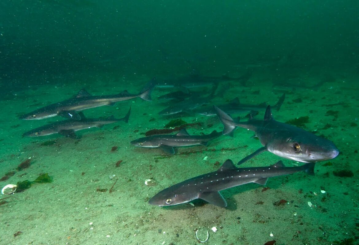 Акулы в черном море какие водятся фото Водятся ли на самом деле акулы в Чёрном море? Путешествуем из дома Дзен