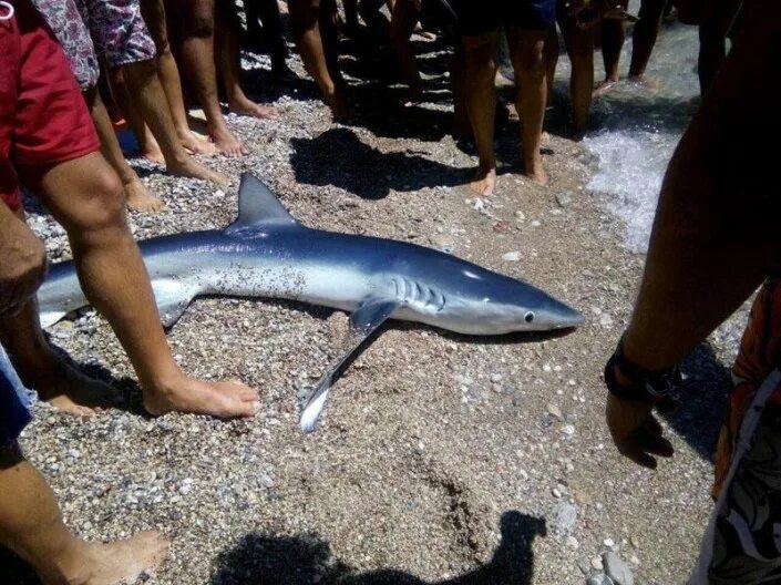 Акулы в черном море какие водятся фото К пляжу в Черногории приплыла акула