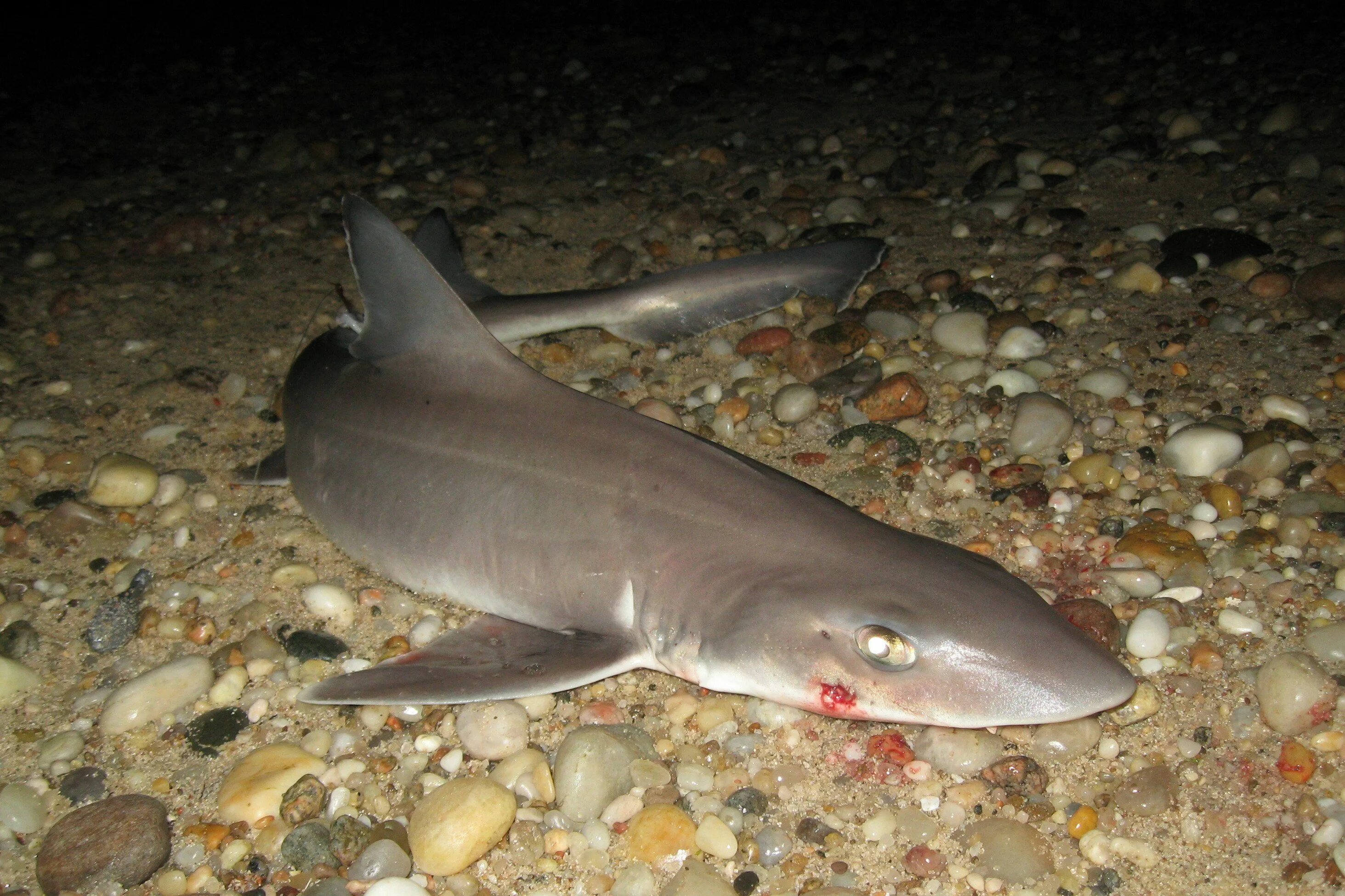 Акулы в черном море какие водятся фото Smooth Dogfish Shark Fish - 3 a day! 10272332@N00 Dogfish shark, Shark, Fish