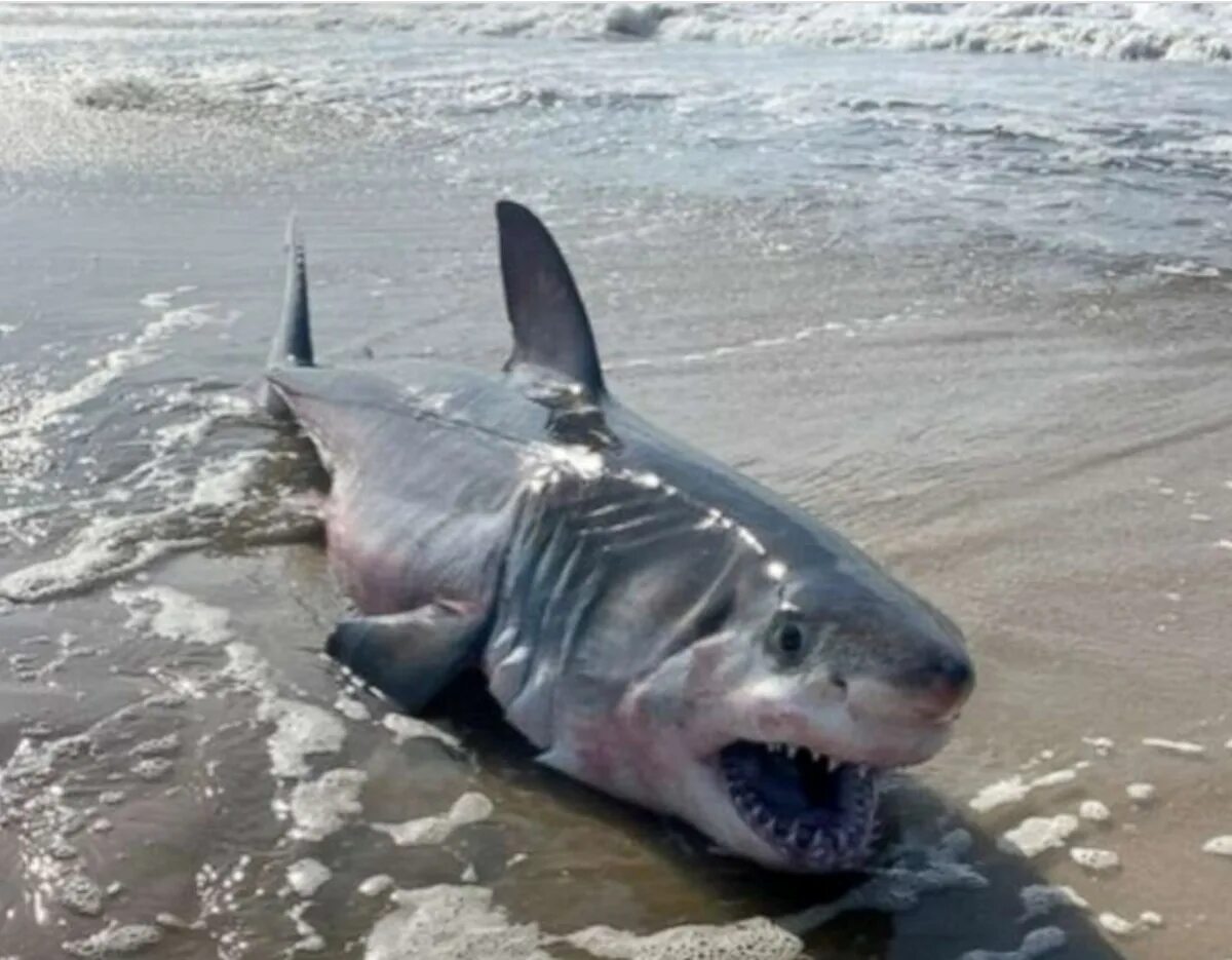 Акулы в черном море какие водятся фото Eight-foot-long shark washes up on Long Island beach in latest New York shark si