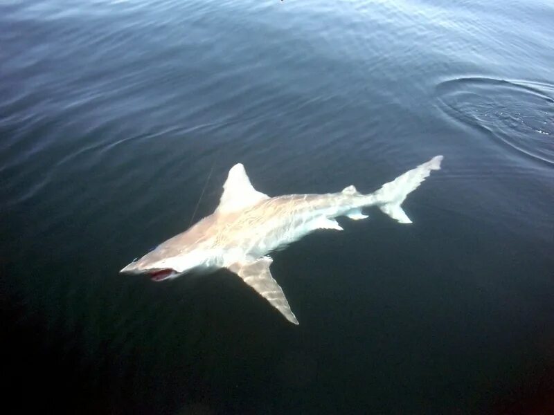 Акулы в черном море какие водятся фото Bull Shark - "OCEAN TREASURES" Memorial Library