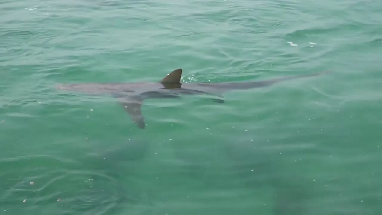Акулы в черном море какие водятся фото Sharks in the Mediterranean sea - YouTube