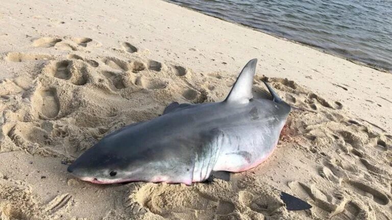 Акулы в черном море какие водятся фото Dead white shark found on Truro beach
