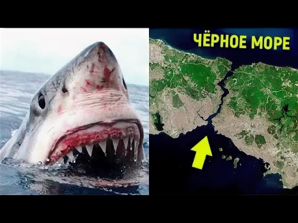 Акулы в черном море водятся фото Могут ли акулы-людоеды заплыть в Чёрное море? - YouTube
