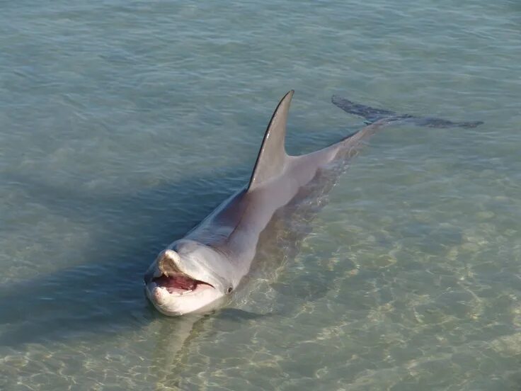 Акулы в черном море водятся фото Dolphins, Monkey Mia, Shark Bay, Western Australia, Australia - www.mr2percent.c