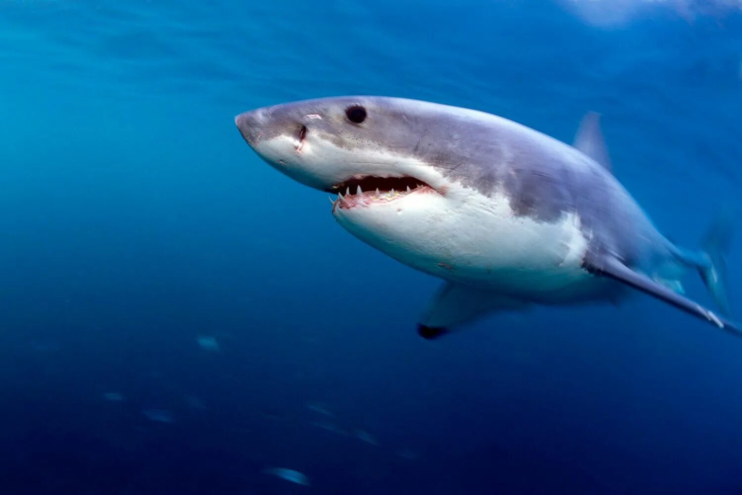 Акулы в черном море водятся фото Shark Feeding Frenzy Captured on Camera in South Carolina