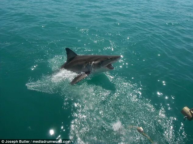 Акулы в черном море водятся фото British tourist captures footage of a shark leaping at tourists in South Africa 
