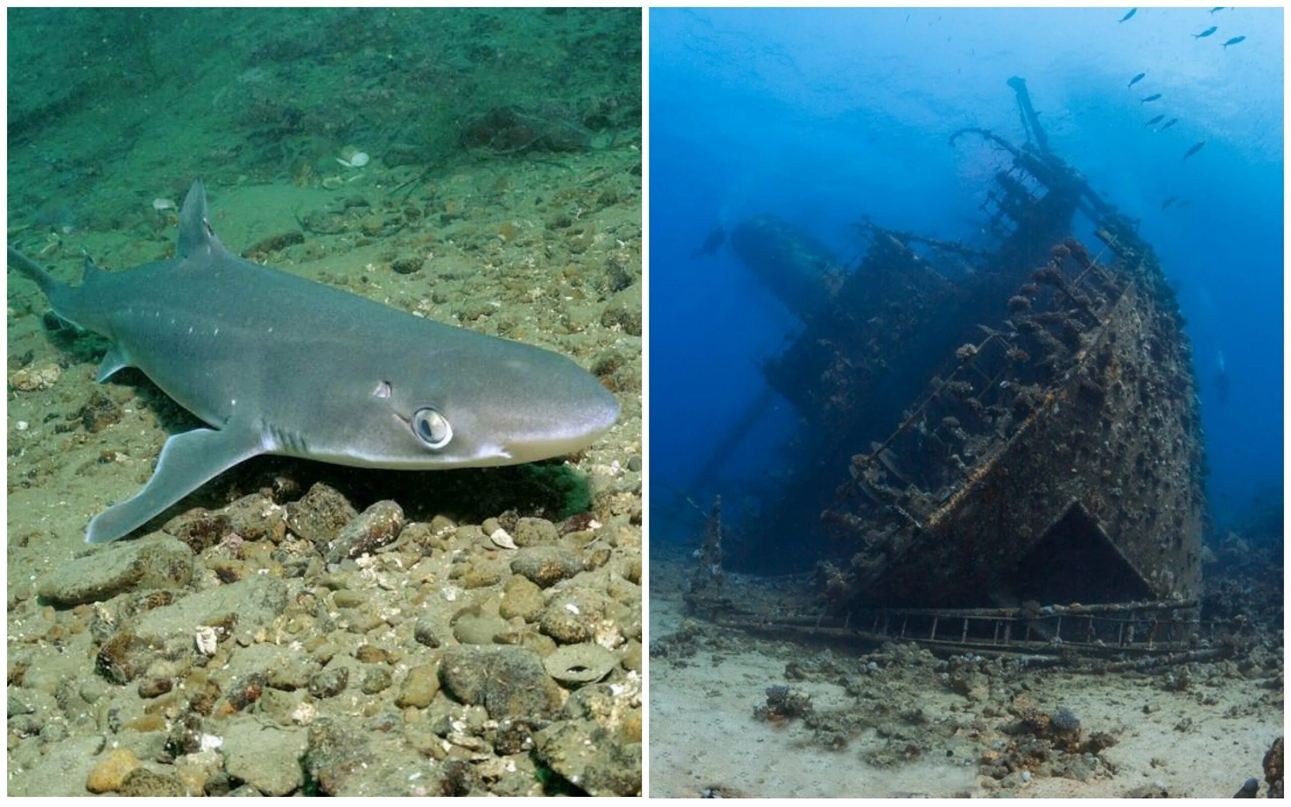 Акулы в черном море водятся фото Есть ли акулы в черном море сочи: найдено 87 изображений