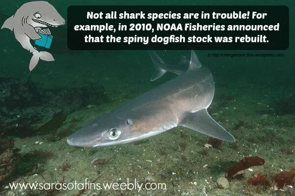 Акулы в черном море водятся фото Know your #sharkfacts! Shark facts, All sharks, Fish pet