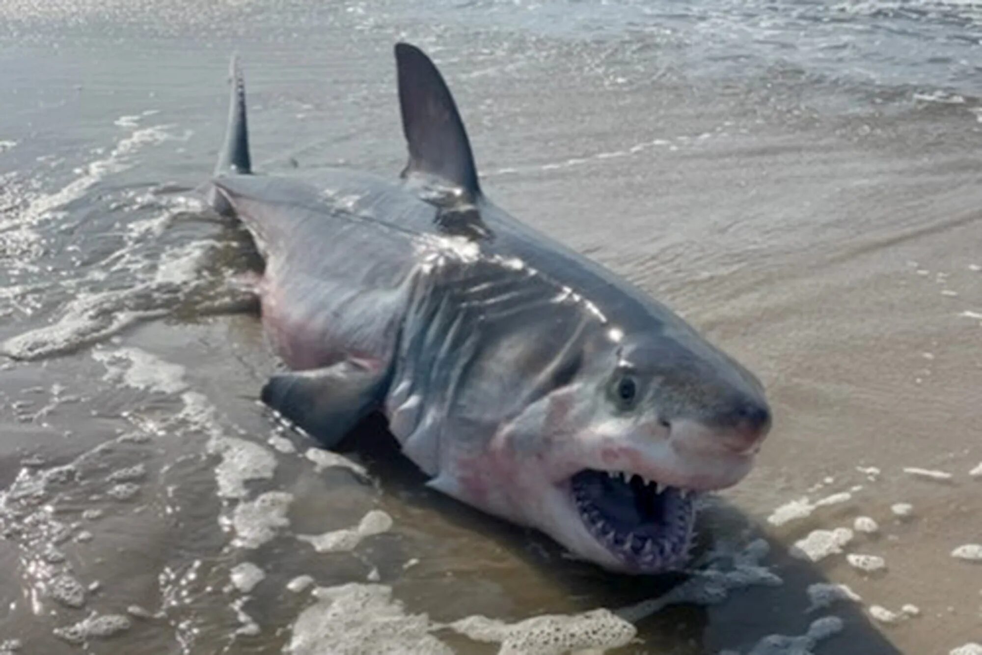 Акулы в черном море водятся фото Dead great white shark washes up on Long Island beach