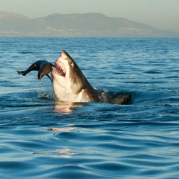 Акулы в черном море водятся фото Environment out of Africa Great white shark, Shark bait, Shark