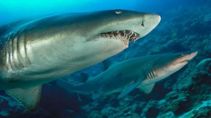 Акулы виды фото и названия Sand Tiger Sharks Fish pet, Species of sharks, Shark