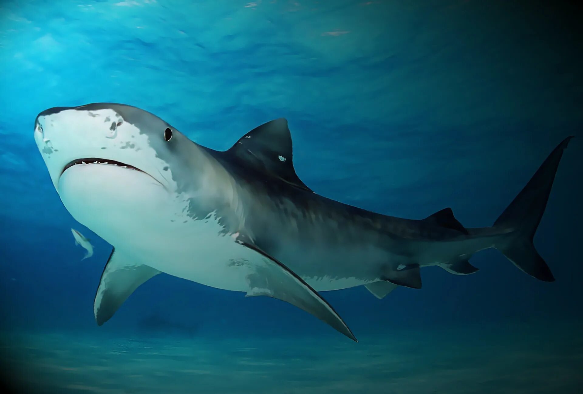 Акулы виды фото и названия Tiger Shark Painting :: Behance