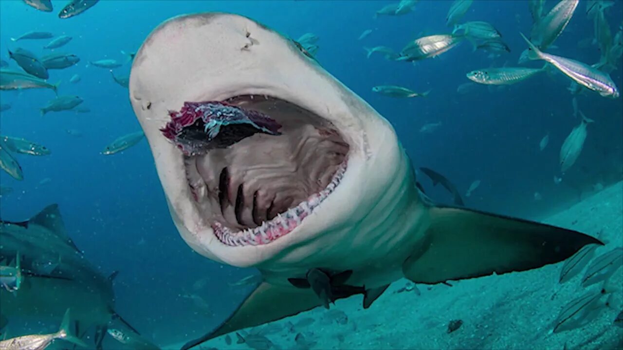 Акулы виды фото и названия Baby shark but with Real/movies Sharks - YouTube