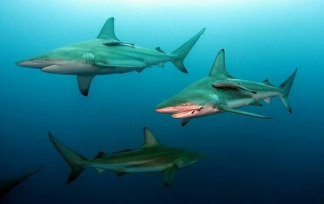 Акулы виды фото и названия Pin by Deejay B. on Sharks Shark, Underwater photographer, Marine life