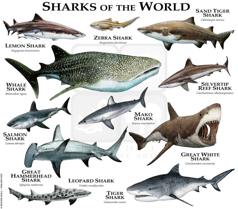 Акулы виды фото и названия Sharks of the World Poster Print - Etsy Species of sharks, Shark pictures, Shark