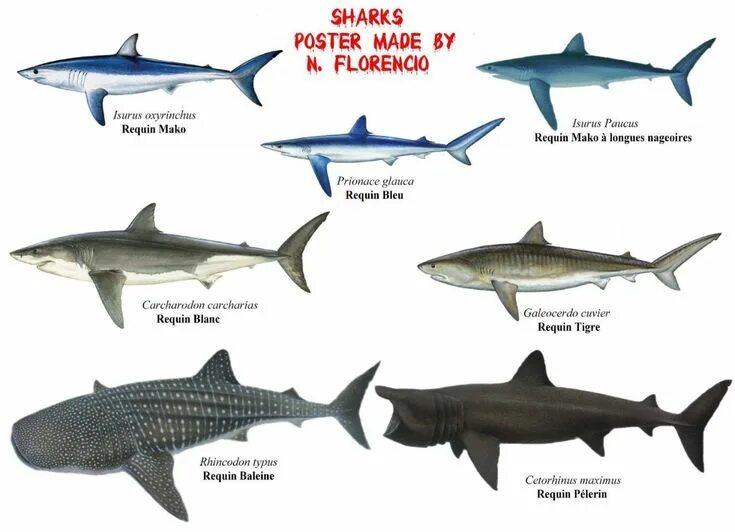 Акулы виды фото и названия Poster de Peixes Imagens de tubarões, Tubarão, Pintura de tubarão