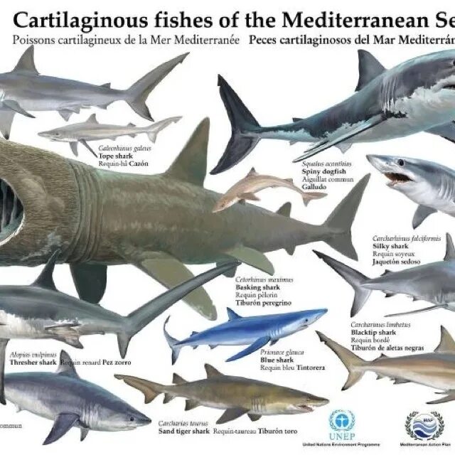 Акулы виды фото и названия 10 species of mediterranean Sharks protected by a new law passed in the barcelon