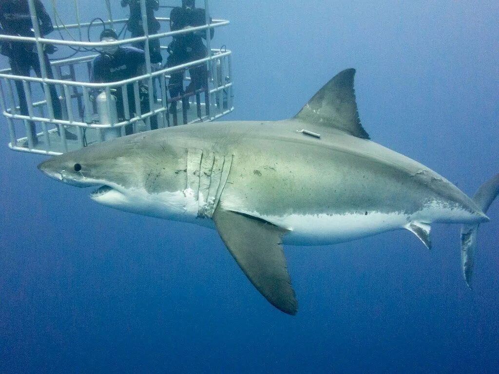 Акулы виды фото и названия Lifebuzz) Diving with GREAT WHITE SHARKS, South Africa.