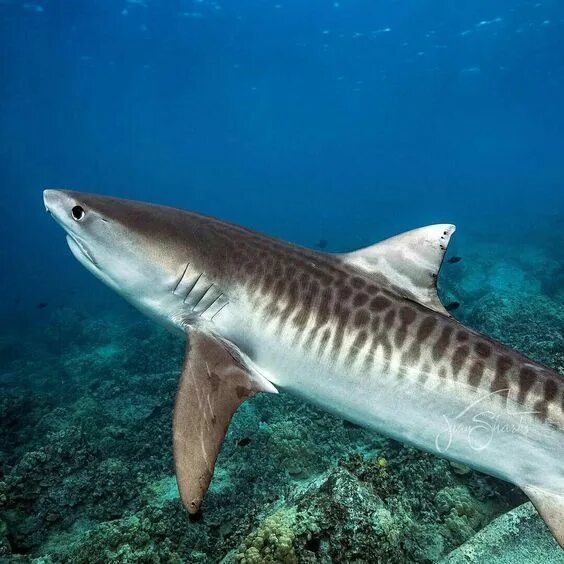 Акулы виды фото и названия A Tiger Shark with its stripes in full view Shark photos, Shark, Shark pictures