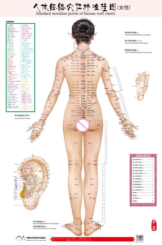 Акупунктурные точки фото Standard Meridian Points Of Human Wall Chart Male/female Acupuncture Massage Poi