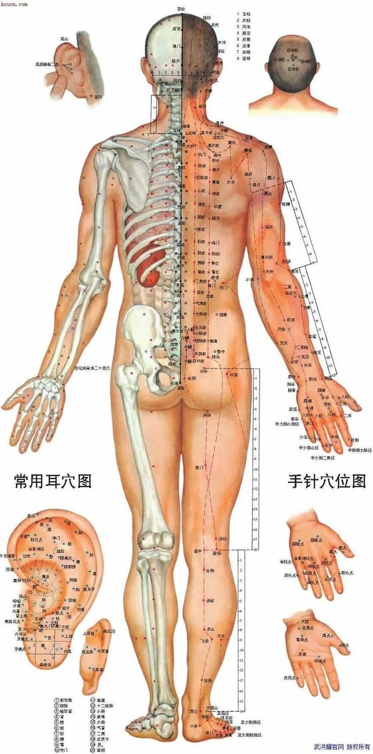 Акупунктурные точки фото Meridian Medecine chinoise, Acupression, Point acupuncture