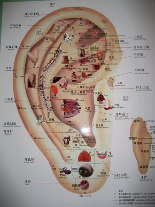 Акупунктурные точки фото и описание ear seeds WARNING: EAR SEED right here! Ear Seeds Tips & Guide! acupuncture ... 