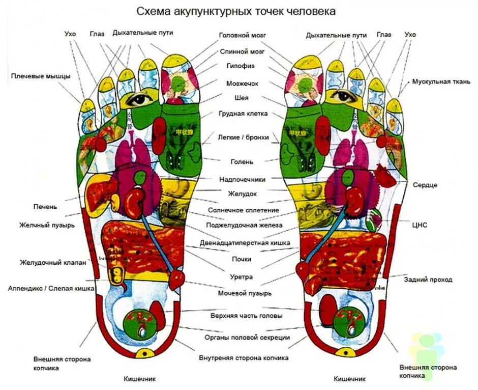 Акупунктурные точки на стопе человека схема расположения задний стоп для велосипеда своими руками: 5 тыс изображений найдено в Яндекс.Кар
