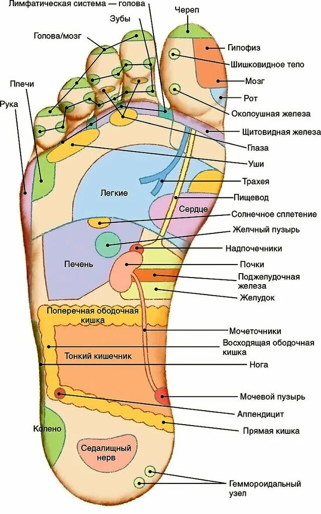 Акупунктурные точки на стопе человека схема расположения Sergey Karpov Massage Studio, wellness center, Russia, Tolyatti, ulitsa Avtostro