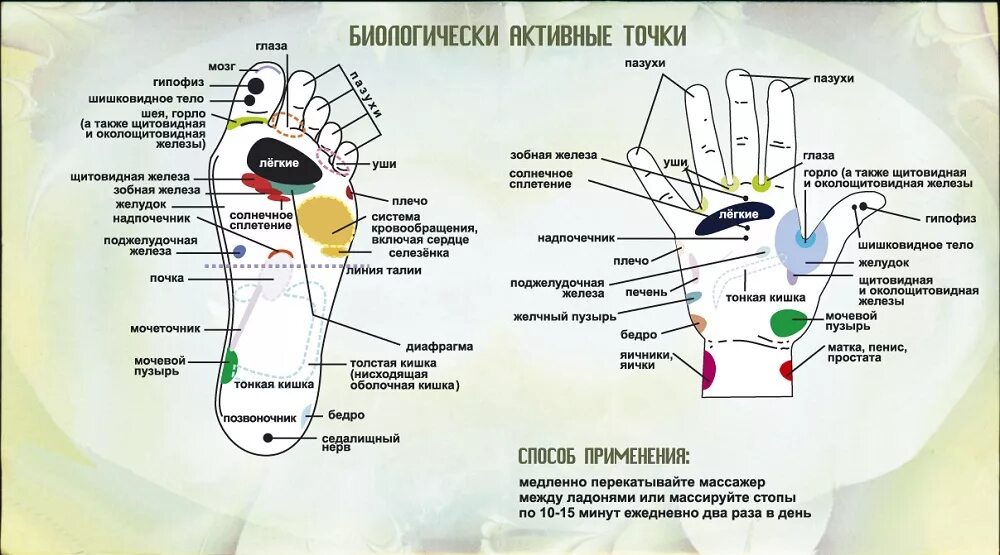 Акупунктурные точки на теле человека фото Купить массажер с двумя пружинками Су-Джок недорого в Москве