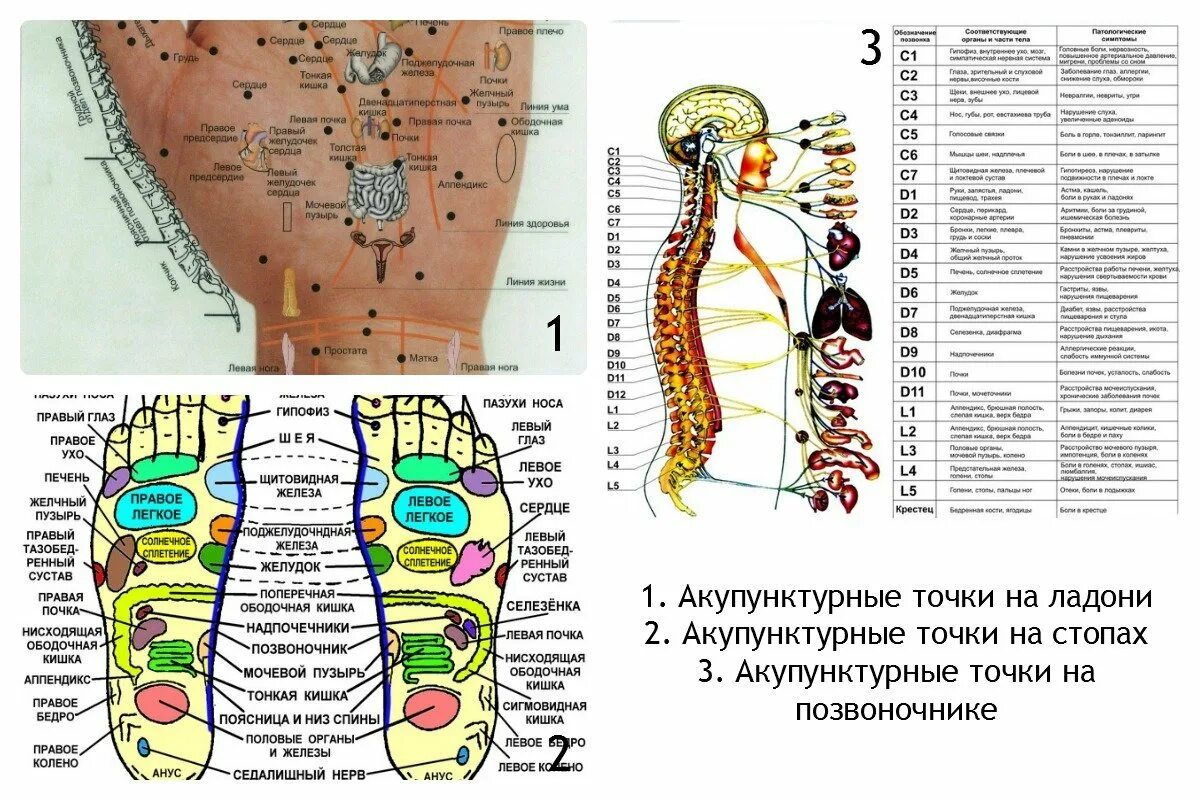 Акупунктурные точки на теле человека фото Лечебные точки на теле: найдено 82 изображений