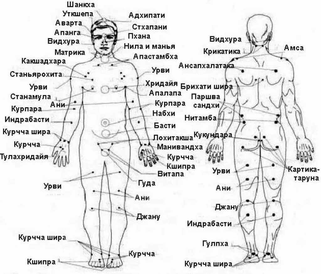 Акупунктурные точки на теле человека схема расположения Анатомия точки человека