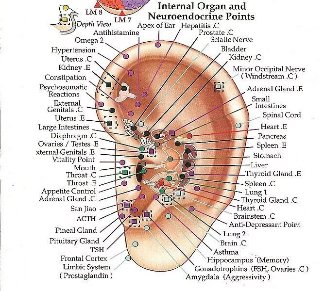 Акупунктурные точки на ухе человека схема расположения Acupuncture - Background, Web Sites, Organizations in 2023 Acupuncture, Acupunct