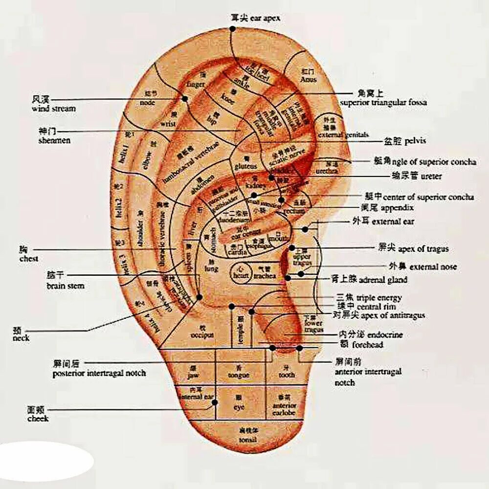 Акупунктурные точки на ухе человека схема расположения 300pcs Magnetic Therapy Ear Patch Auricular Auriculotherapy Acupuncture Seed eBa