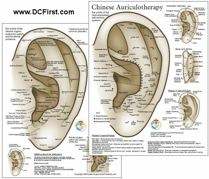 Акупунктурные точки на ухе человека схема расположения Chinese System of Auricular Ear Acupuncture Chart 8.5" X 11" (With images) Acupu