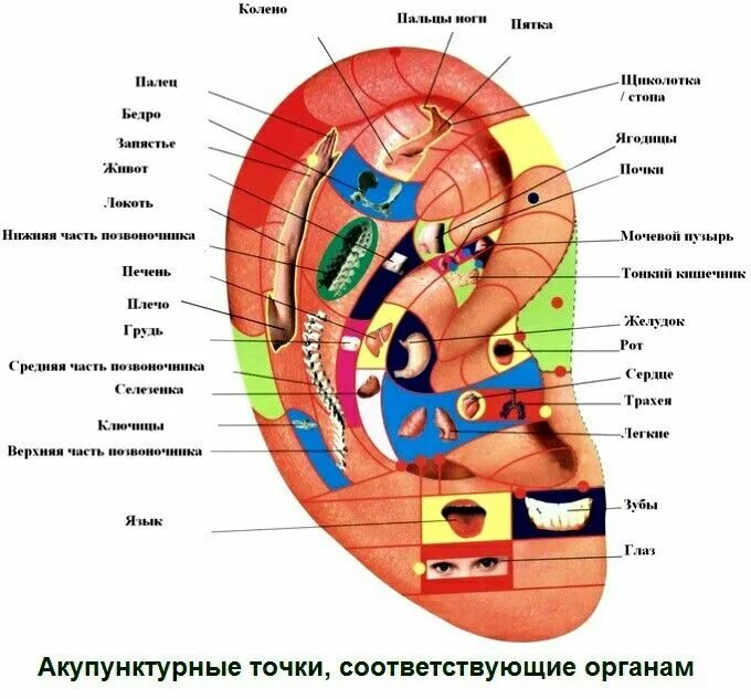 Акупунктурные точки на ухе человека схема расположения Аккупунктура на все органы. Health and fitness articles, Reflexology, Hand pictu