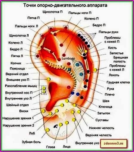 Акупунктурные точки на ухе человека схема расположения Какие точки отвечают за зрение: найдено 87 изображений