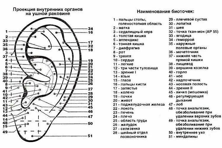 Акупунктурные точки на ухе человека схема расположения Биомаг Клипсы магнитные КМБФ-01 от головных болей. - купить по выгодной цене на 