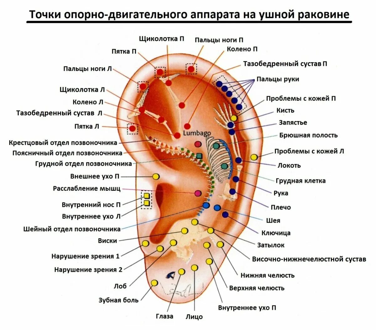 Акупунктурные точки на ухе человека схема расположения Рефлексогенные зоны. Как они "участвуют" в тренировке? Научно о каратэ Дзен