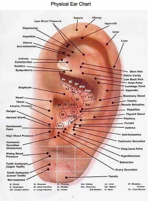 Акупунктурные точки на ухе человека схема расположения To help fall back to sleep. With index finger, press ears on spot for liver (liv