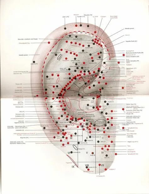 Акупунктурные точки на ухе человека схема расположения Pin von Brigitte Roth auf gesundheit Gesundheit