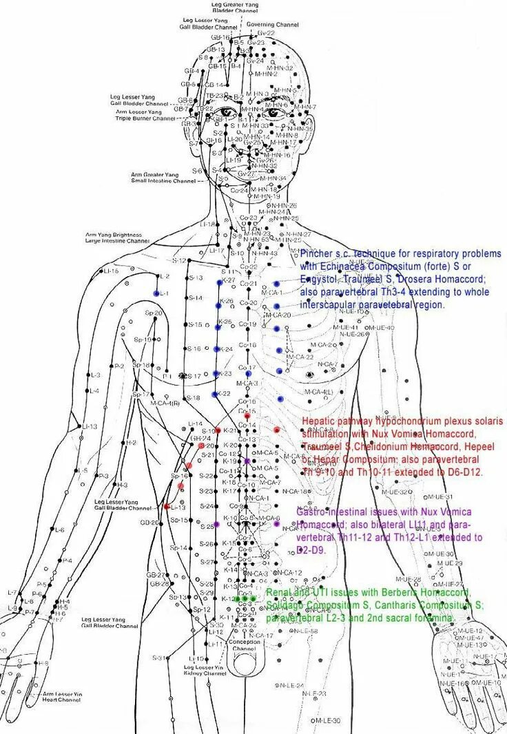 Акупунктурные точки схема расположения Pin on Acupuncture Resources